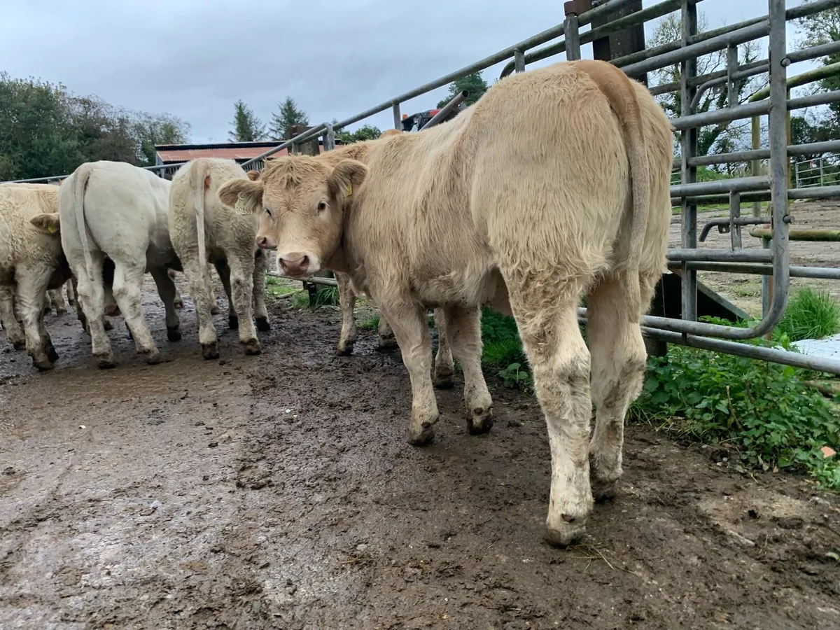 11 u grade heifers 330kg - Image 4