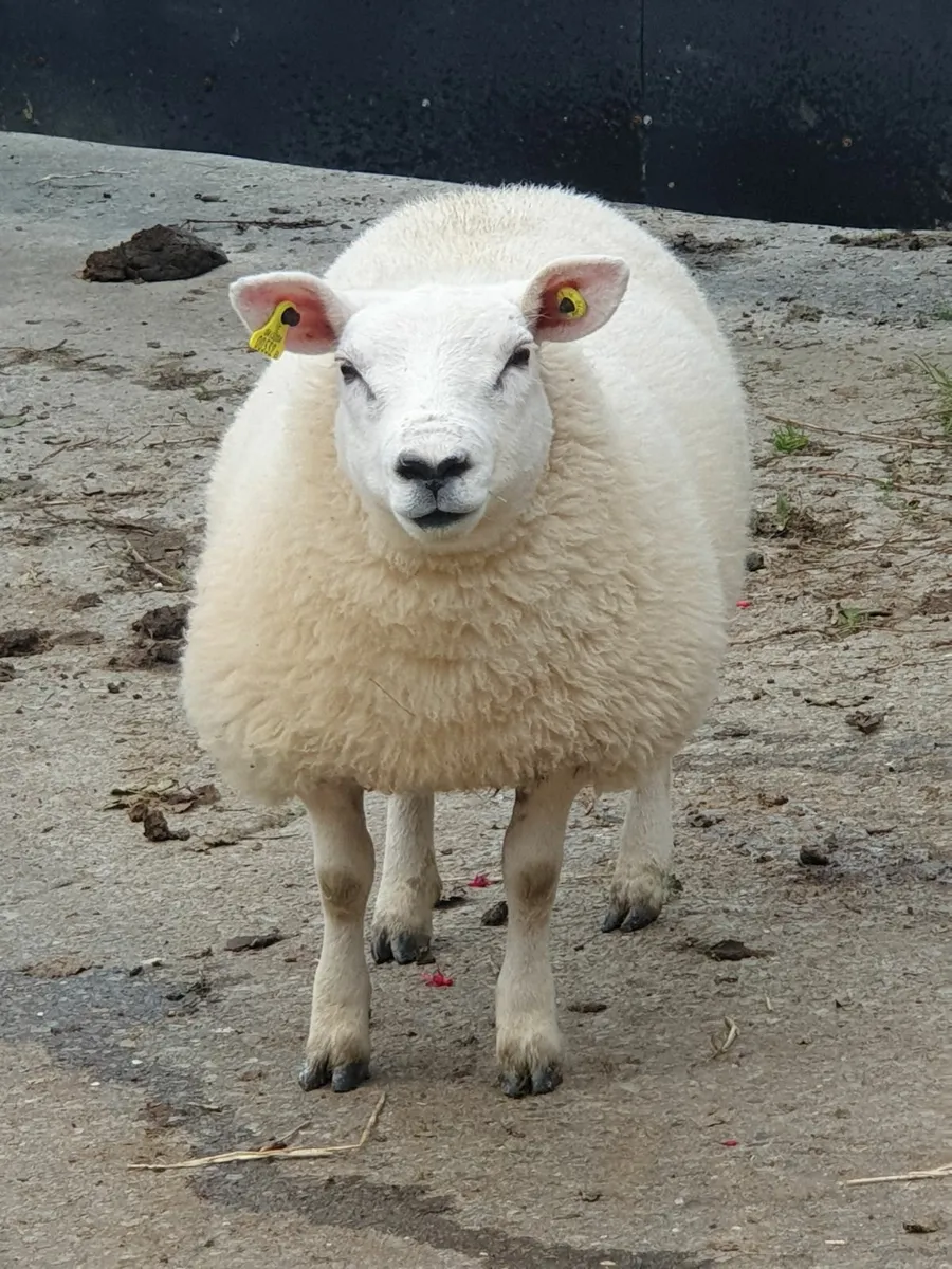 Texel X Ewe Lambs - Image 2