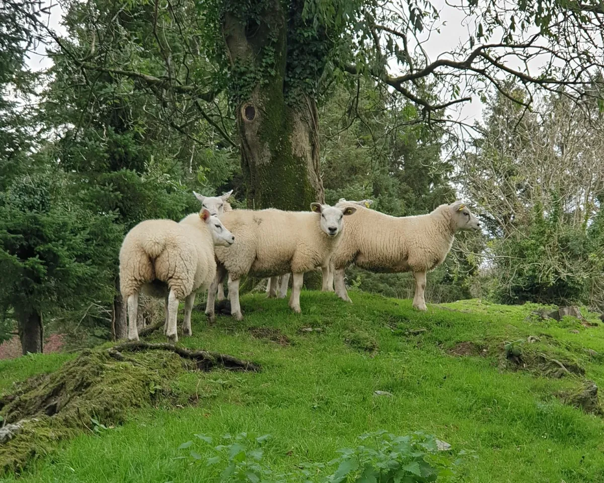 Texel X Ewe Lambs - Image 3