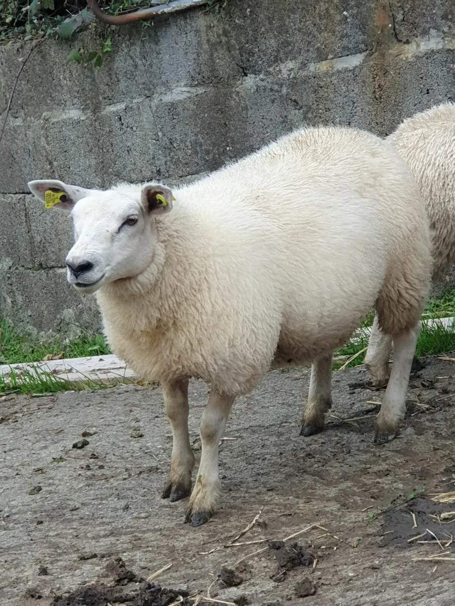 Texel X Ewe Lambs - Image 4