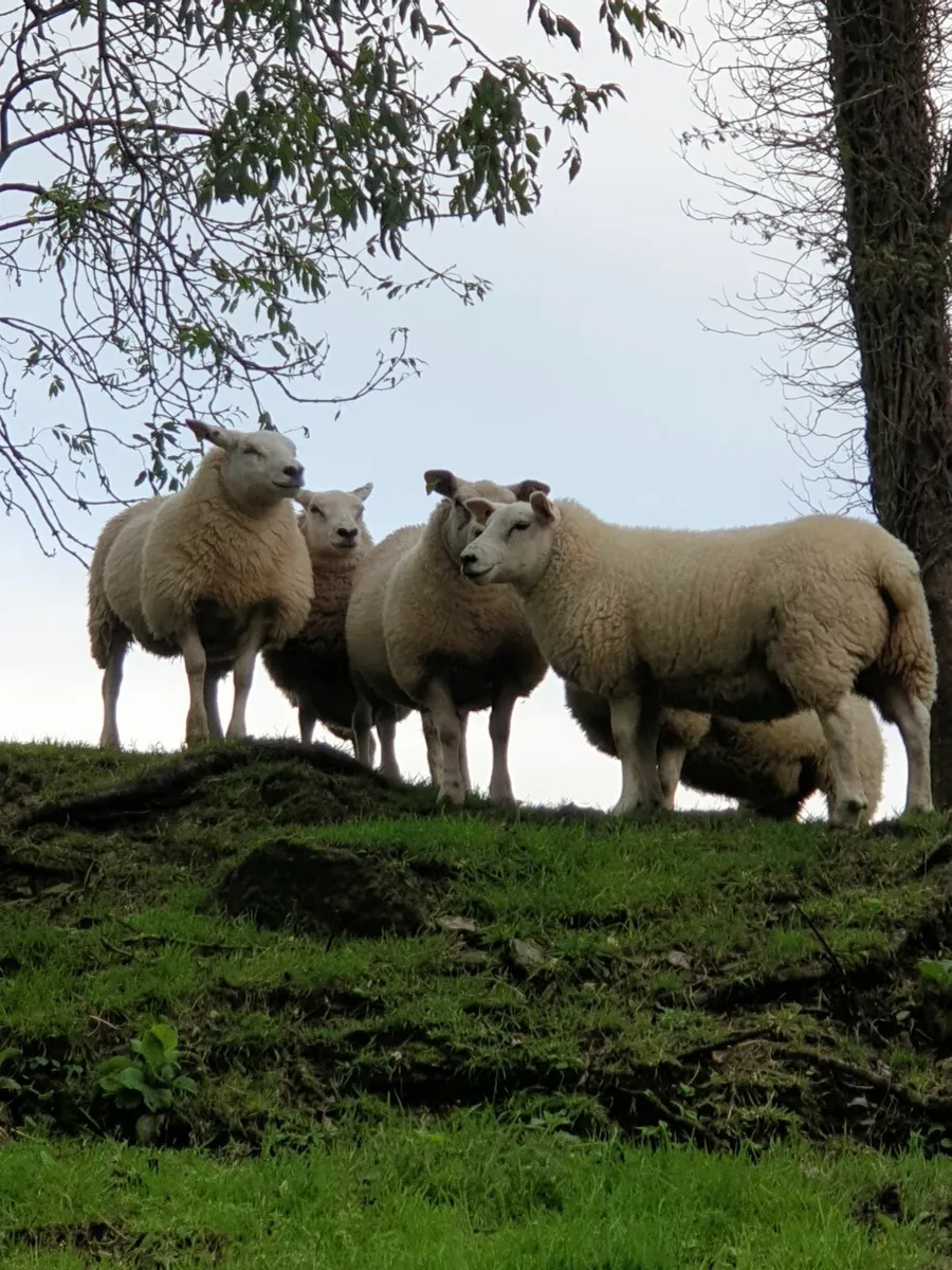 Texel X Ewe Lambs - Image 1