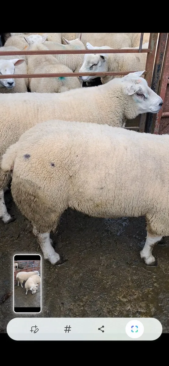 Rams - Image 1