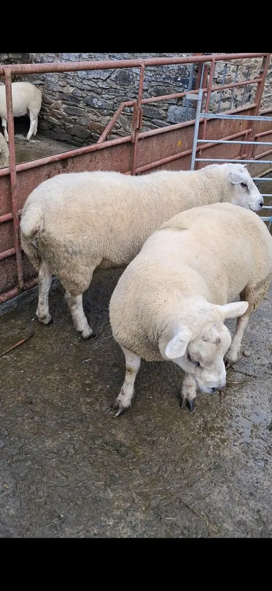 Rams - Image 2