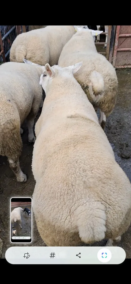 Rams - Image 3