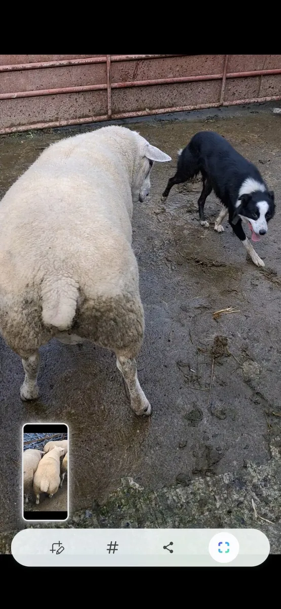 Rams - Image 4