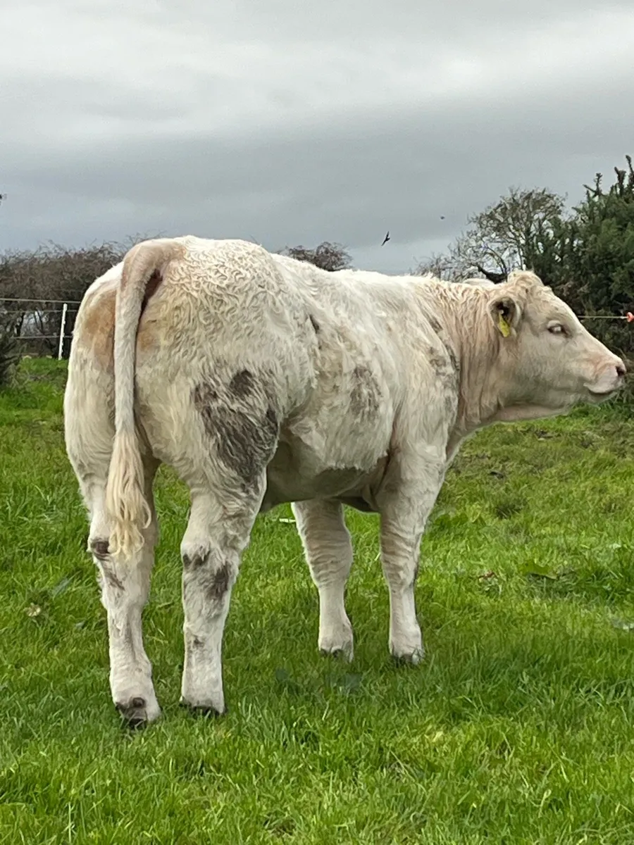 Weaning bulls & heifers - Image 1