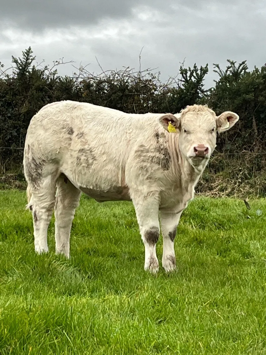 Weaning bulls & heifers - Image 2