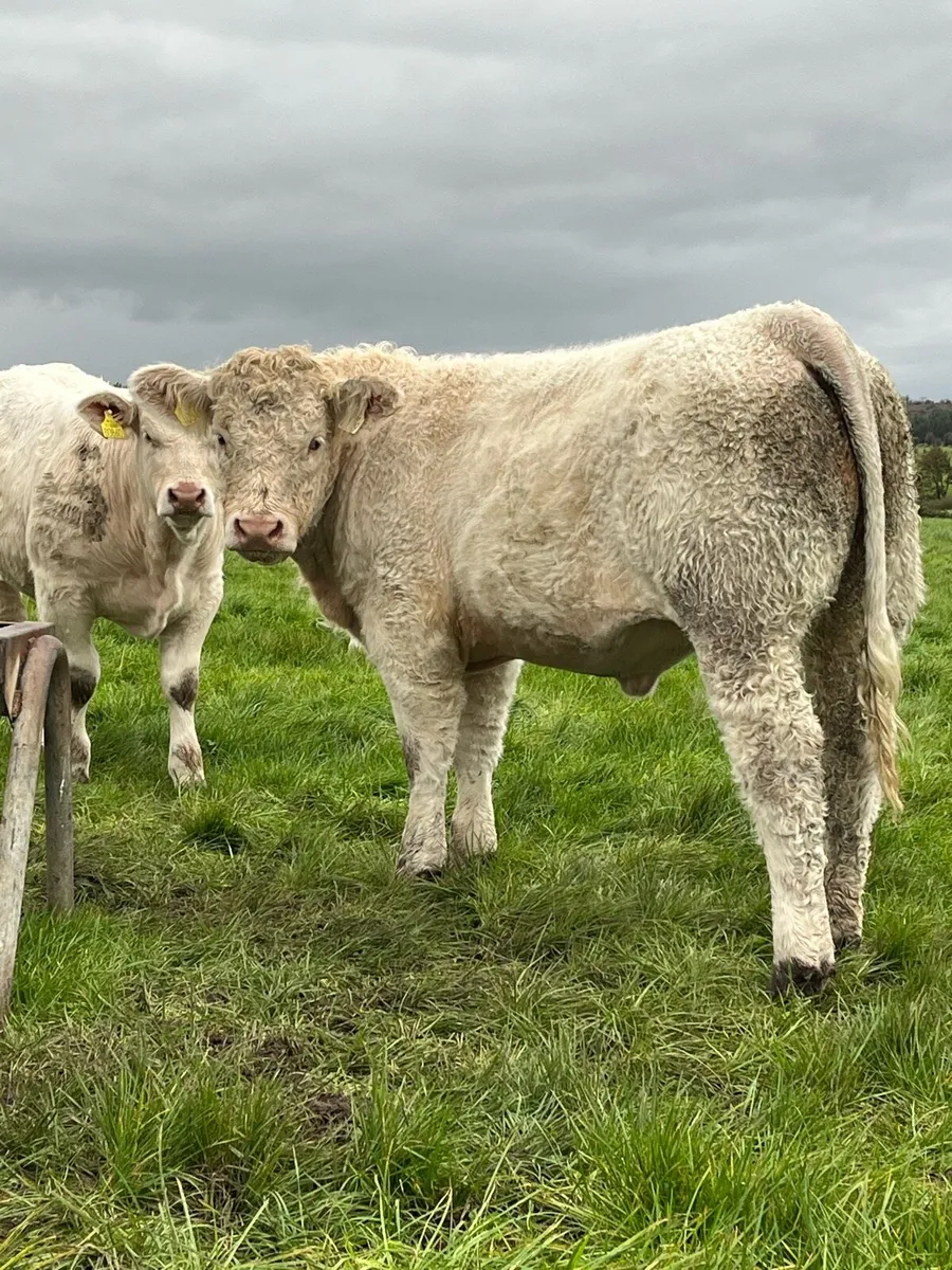 Weaning bulls & heifers - Image 3