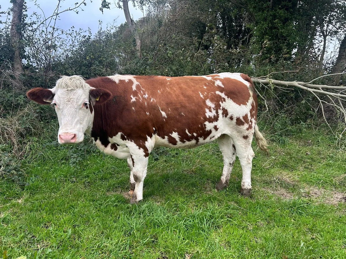 5⭐️ In Calf Heifer - Image 1