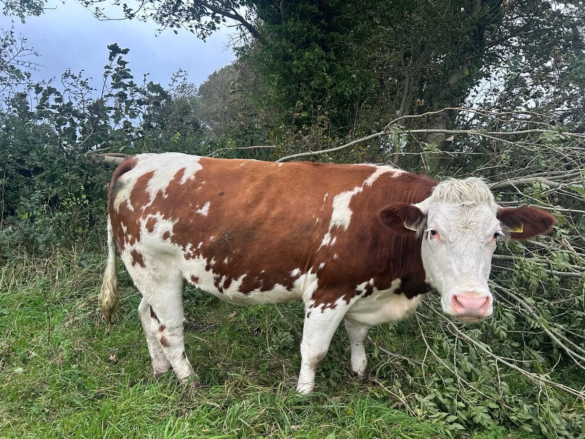 5⭐️ In Calf Heifer - Image 2