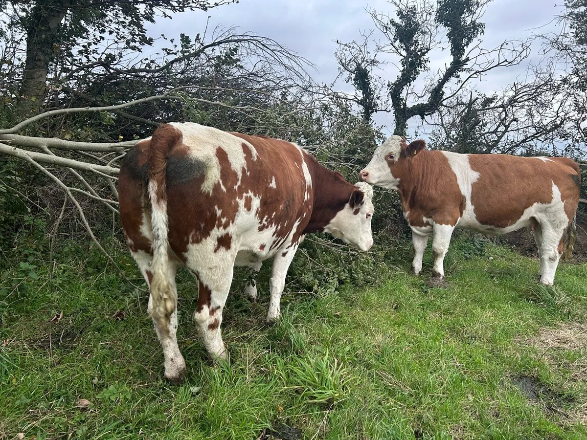 5⭐️ In Calf Heifer - Image 3