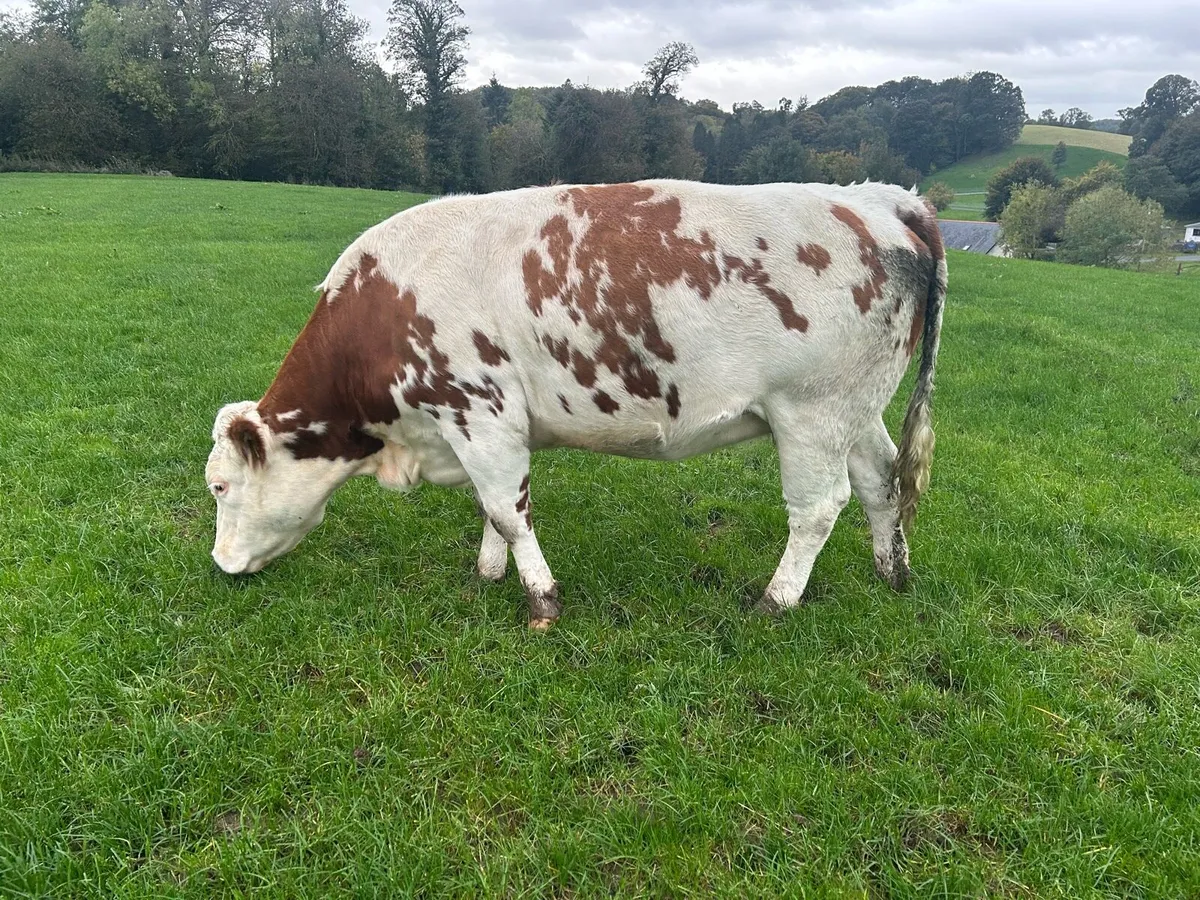 5⭐️ In Calf Heifer - Image 4