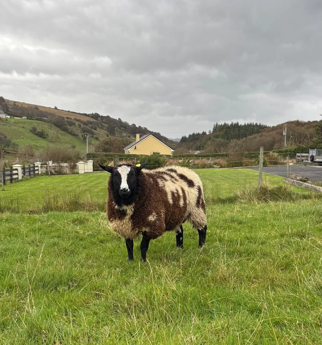 Dutch Spotted Ram - Image 2