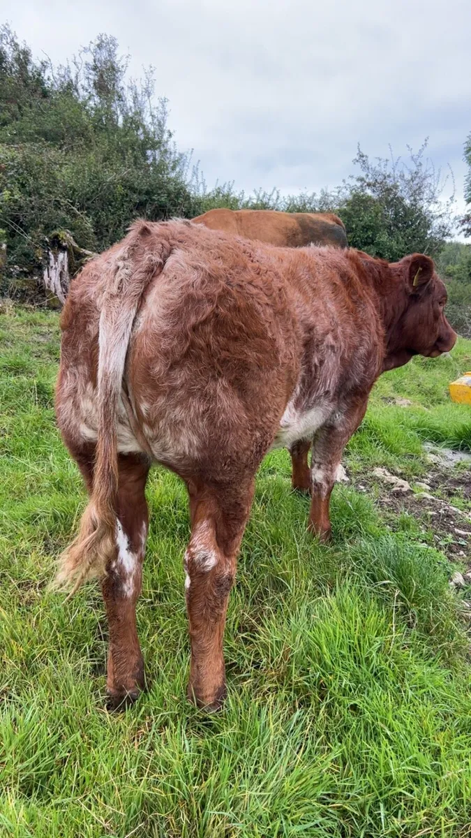 Heifer - Image 1