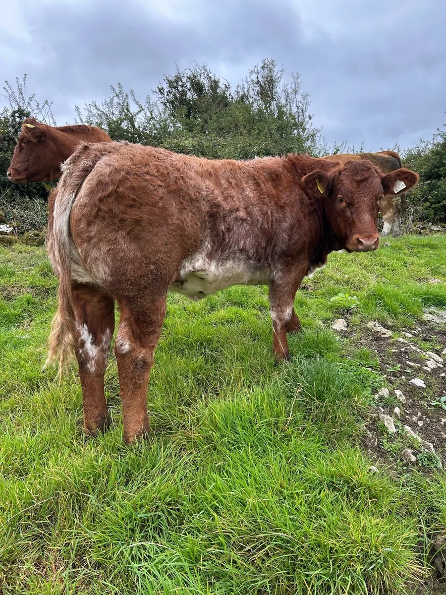 Heifer - Image 2