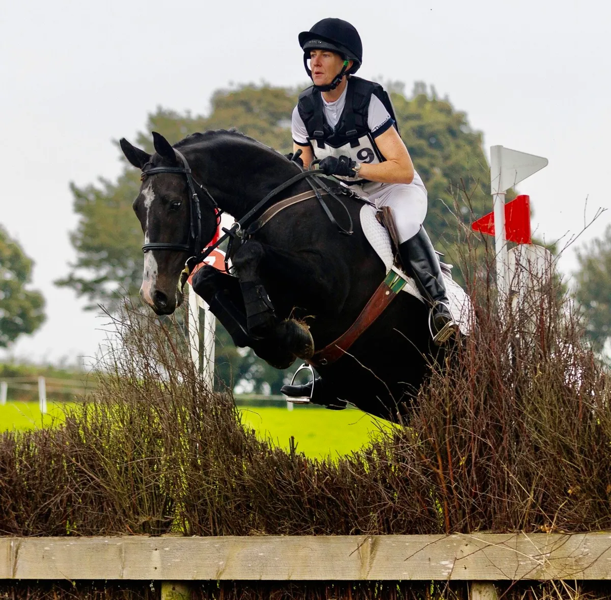 16h gelding - Image 1