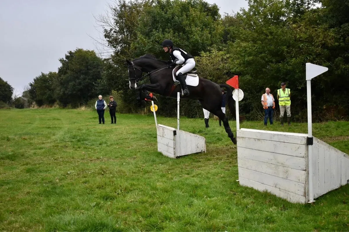 16h gelding - Image 2