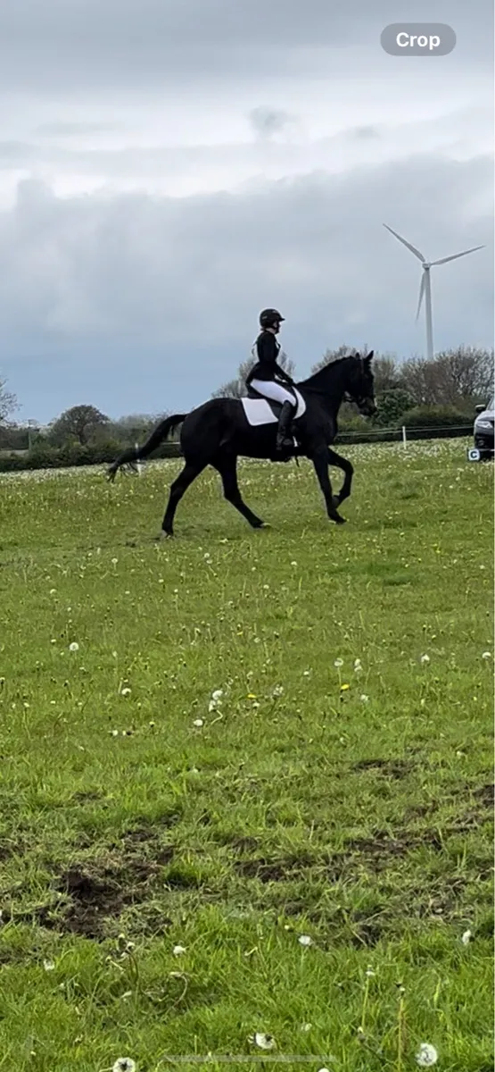 16h gelding - Image 3