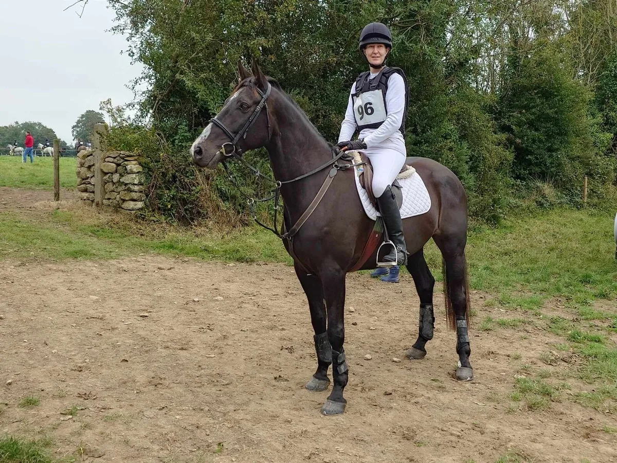 16h gelding - Image 4