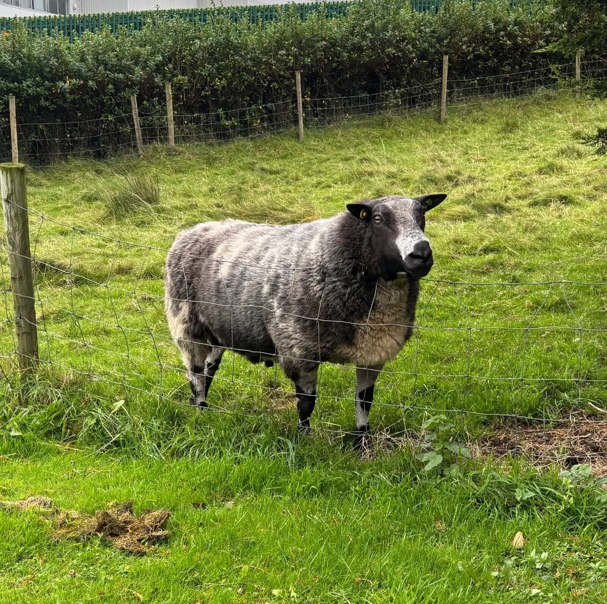 Dutch Spotted Ram - Image 1