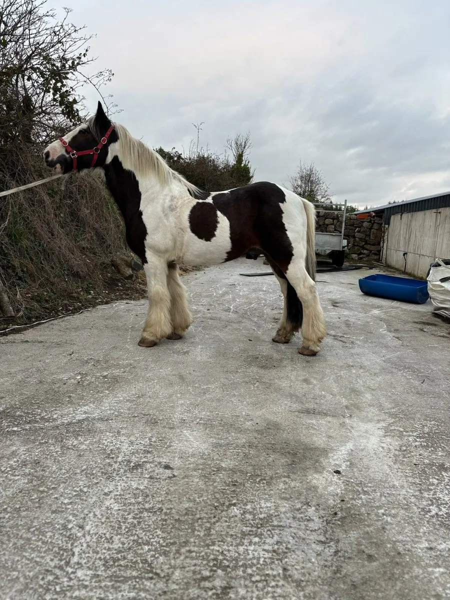 Riding cob - Image 1