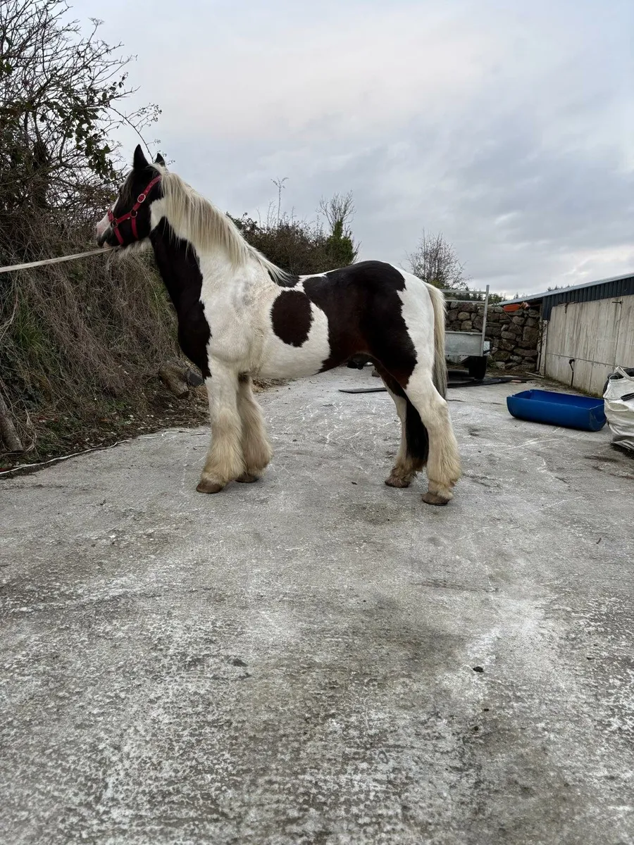Riding cob - Image 2