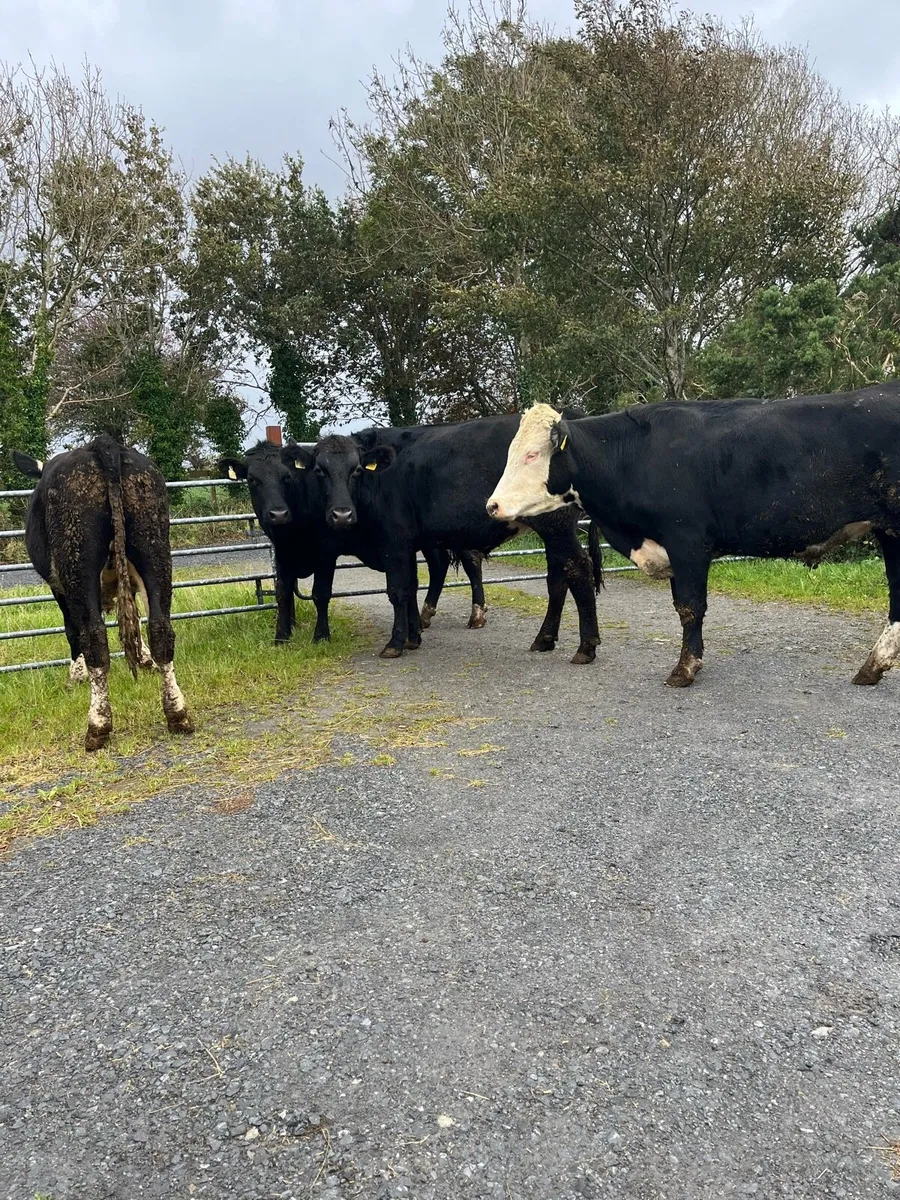 7 Bullocks - Image 1
