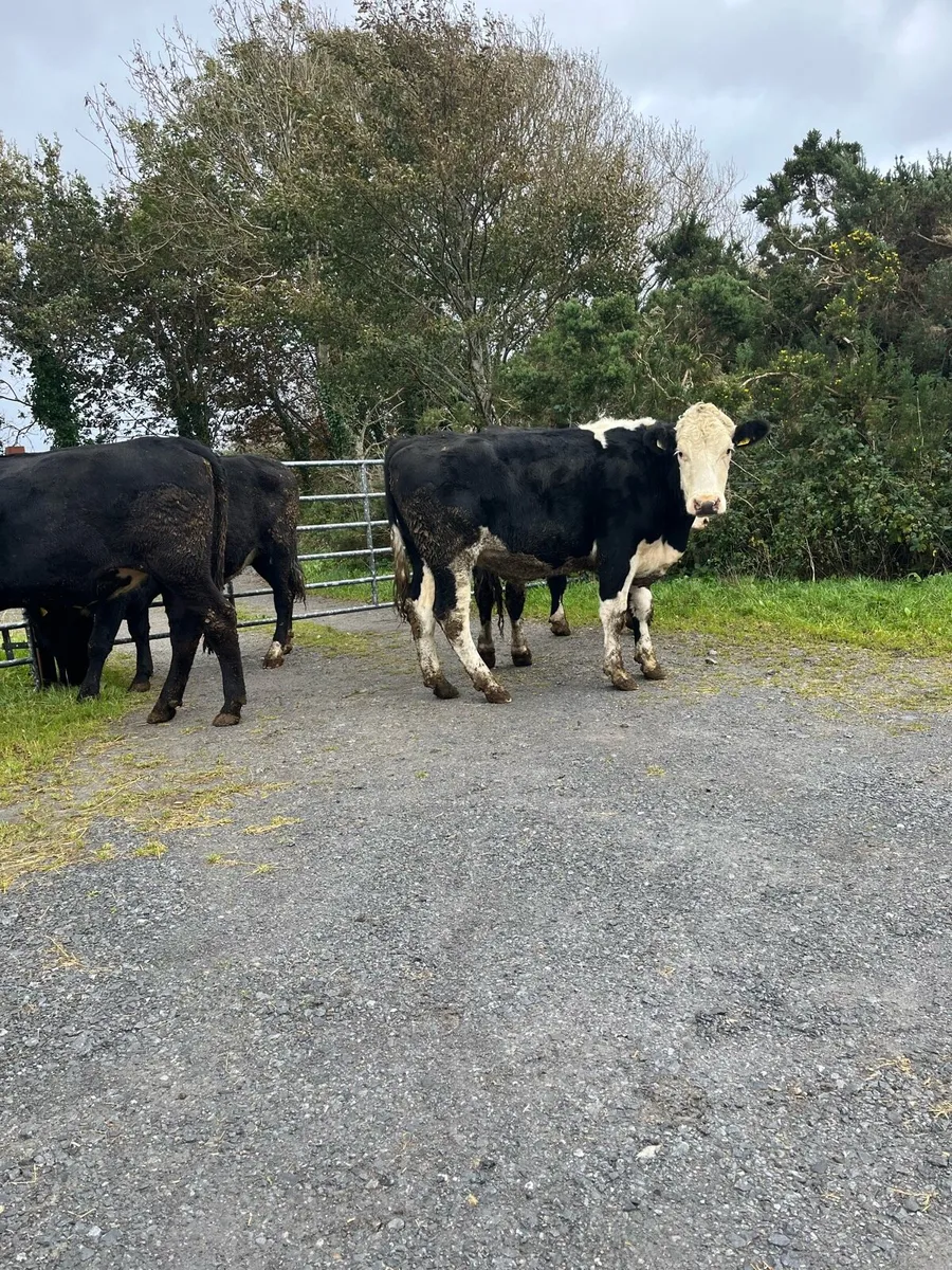 7 Bullocks - Image 2