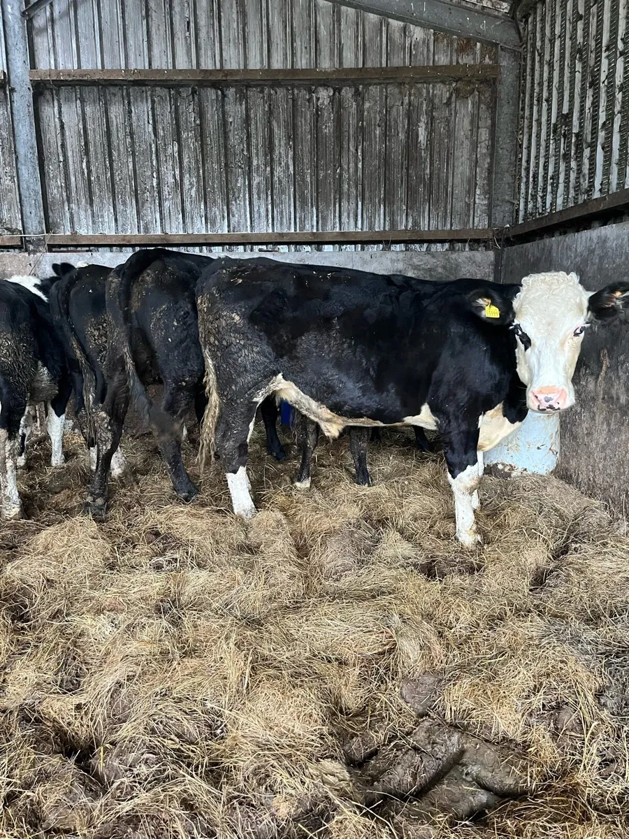 7 Bullocks - Image 3