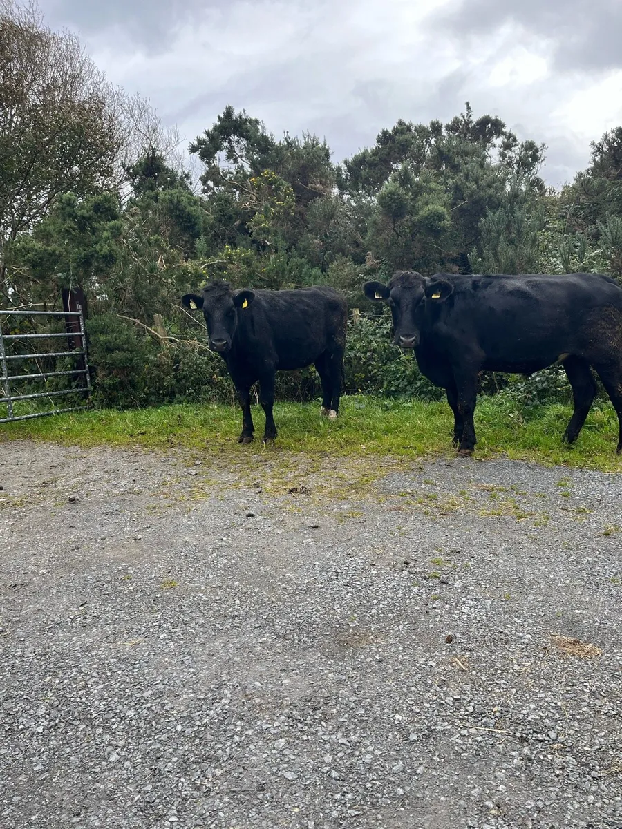7 Bullocks - Image 4