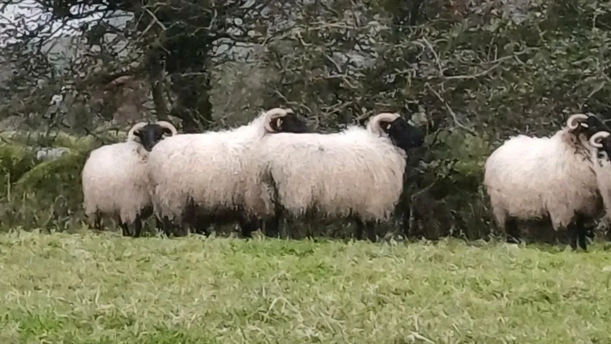 🔥🔥 8  SUPER CONNEMARA HOGGS 🔥🔥 - Image 1