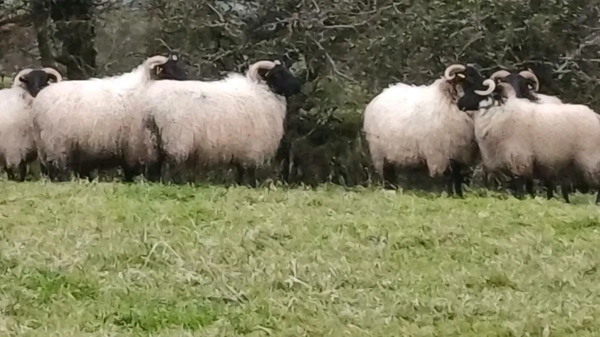 🔥🔥 8  SUPER CONNEMARA HOGGS 🔥🔥 - Image 3