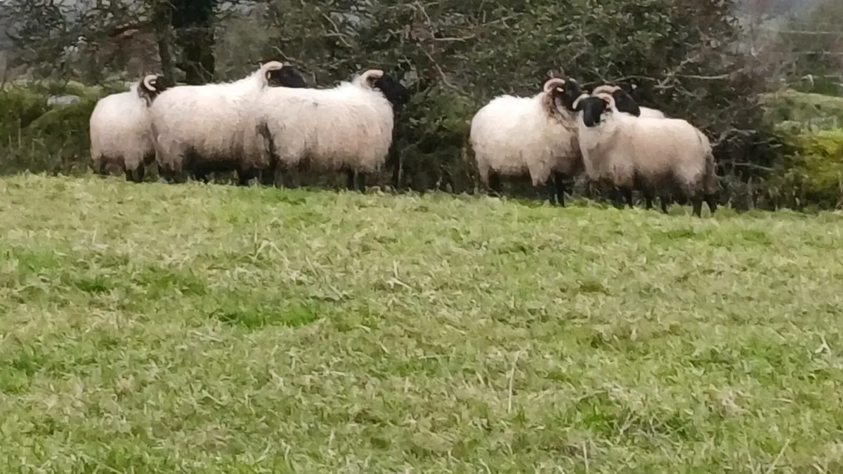 🔥🔥 8  SUPER CONNEMARA HOGGS 🔥🔥 - Image 4