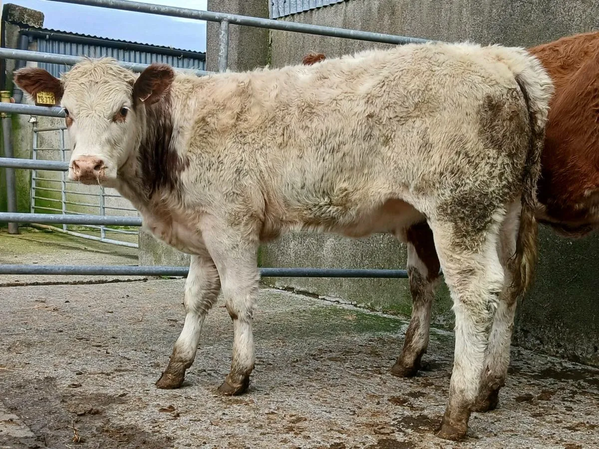 🌟 2 Super Roan Heifers 🌟 - Image 3