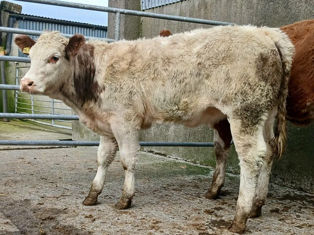 🌟 2 Super Roan Heifers 🌟 - Image 2
