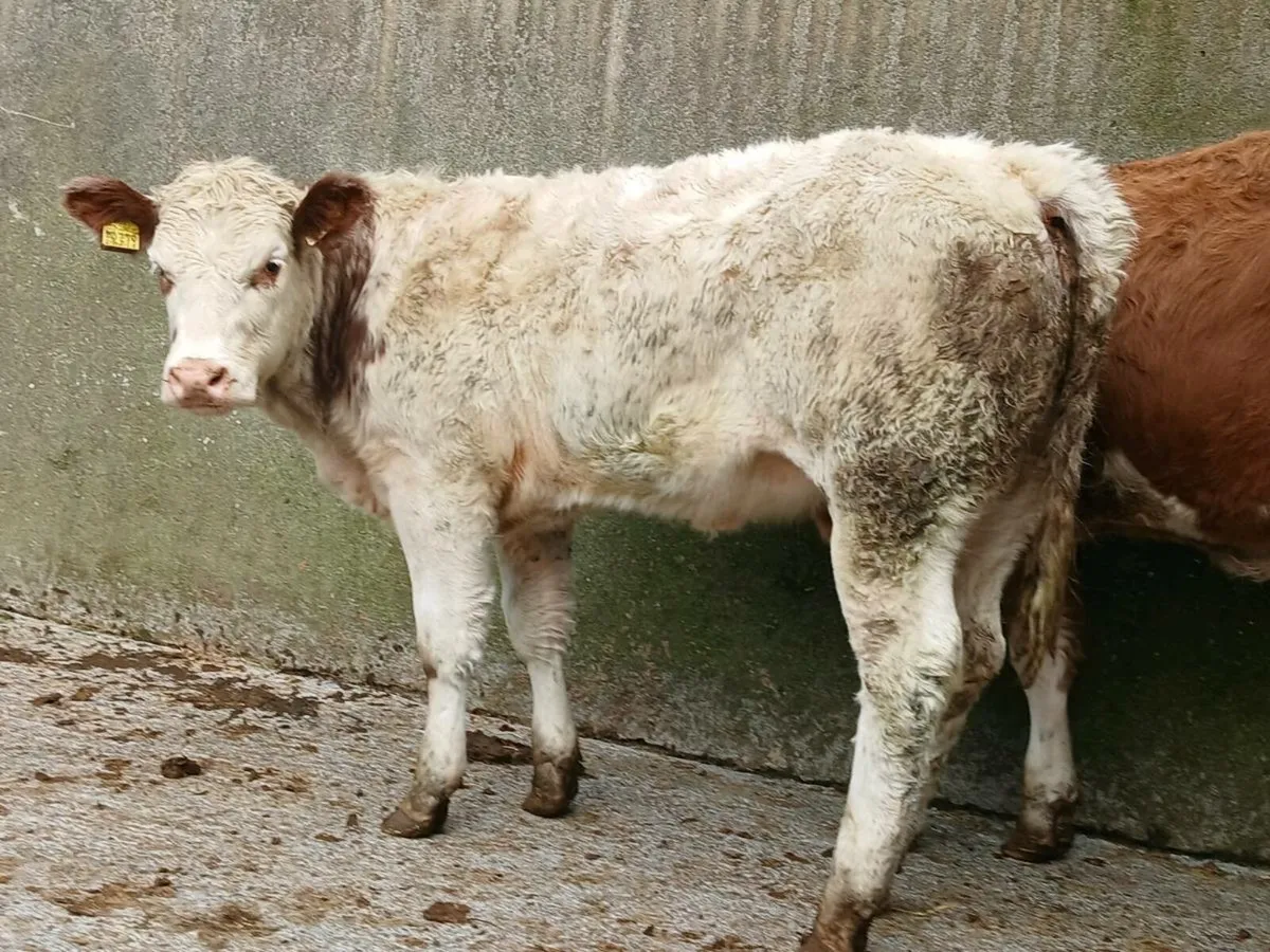 🌟 2 Super Roan Heifers 🌟 - Image 4