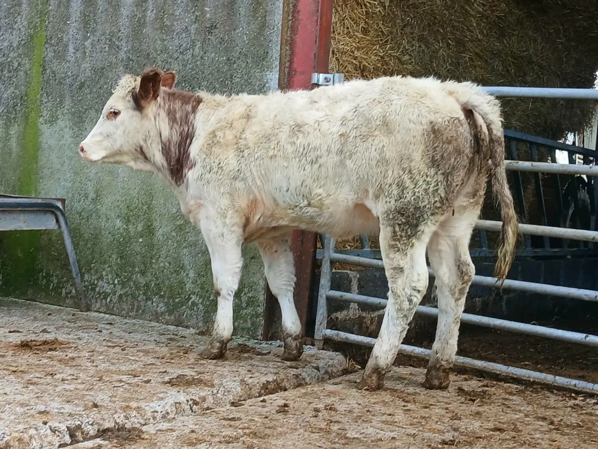 🌟 2 Super Roan Heifers 🌟 - Image 1