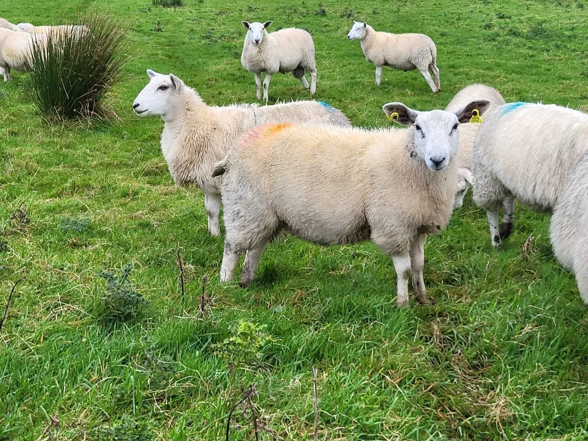 Ewe Lambs - Image 1