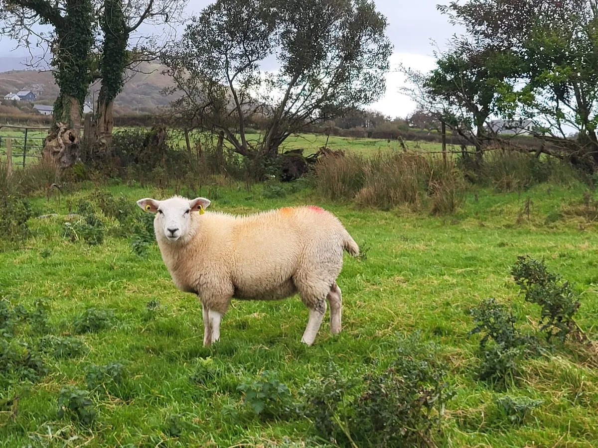 Ewe Lambs - Image 2