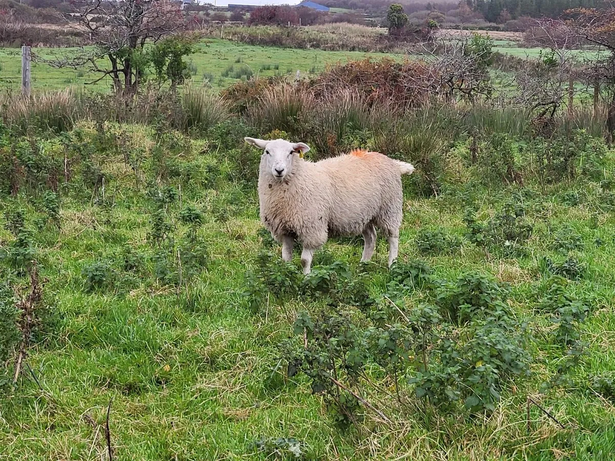 Ewe Lambs - Image 3