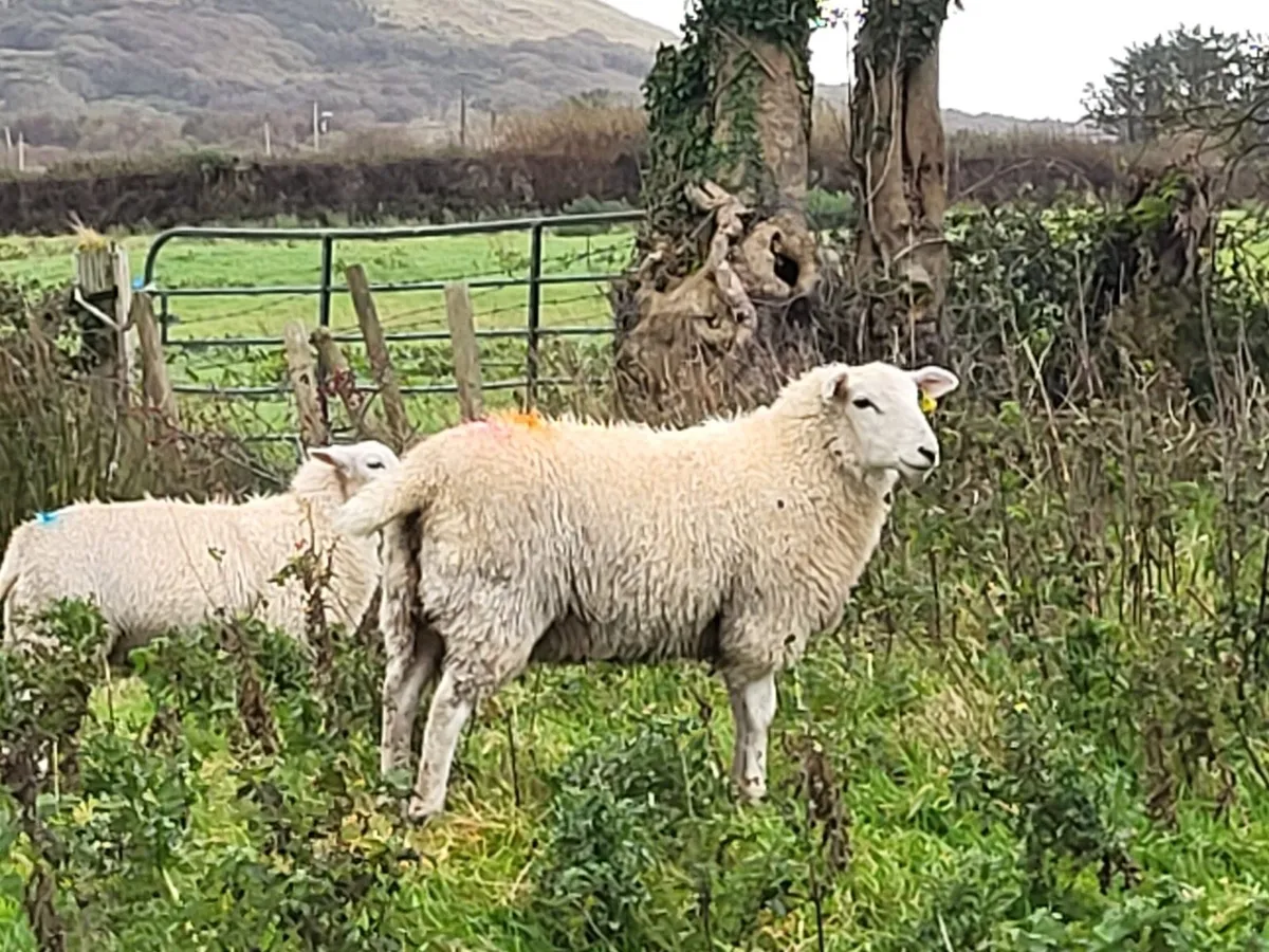 Ewe Lambs - Image 4
