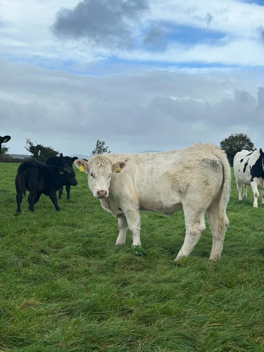 5 star Purebred Charolais heifer - Image 1