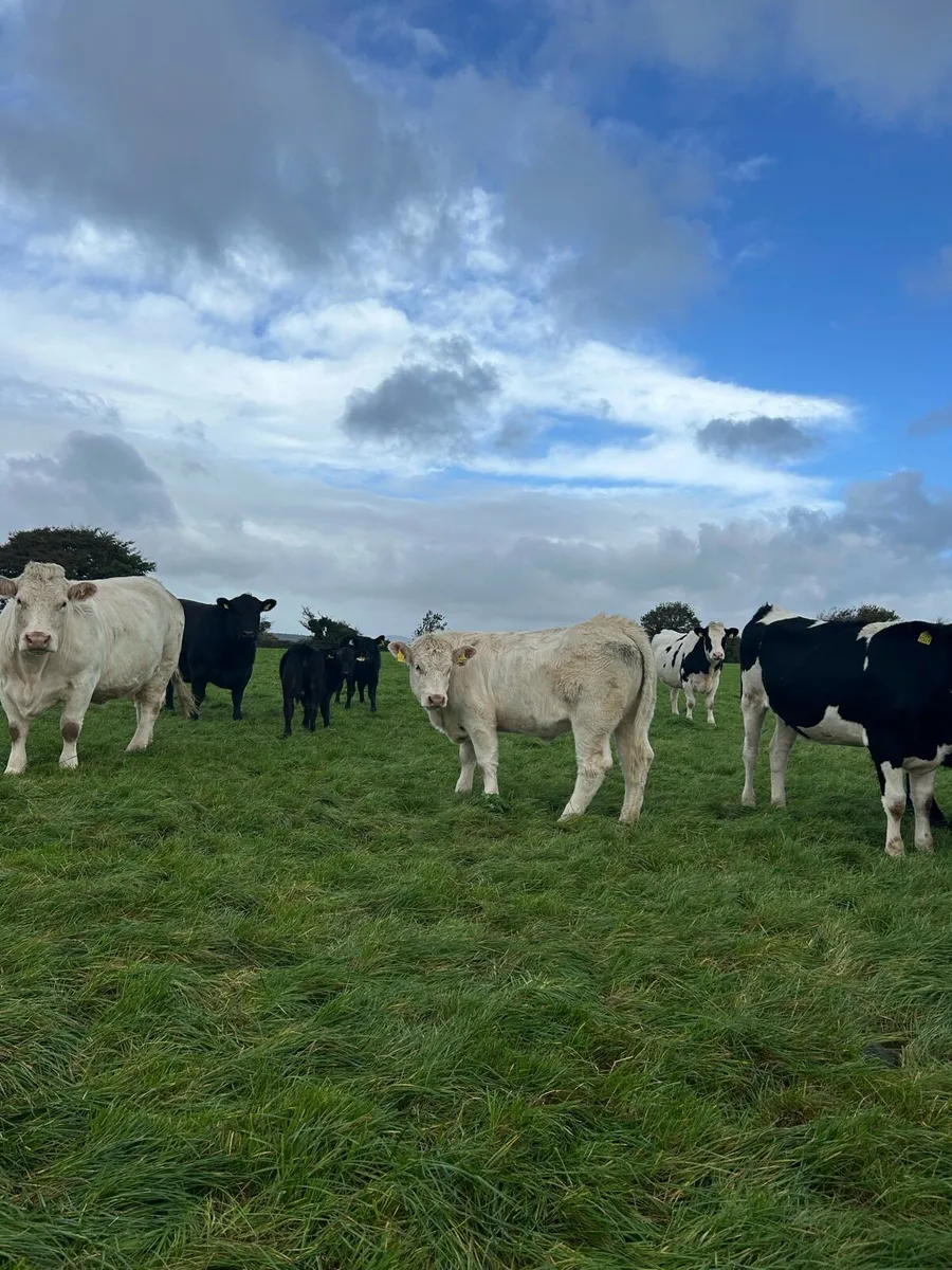 5 star Purebred Charolais heifer - Image 2