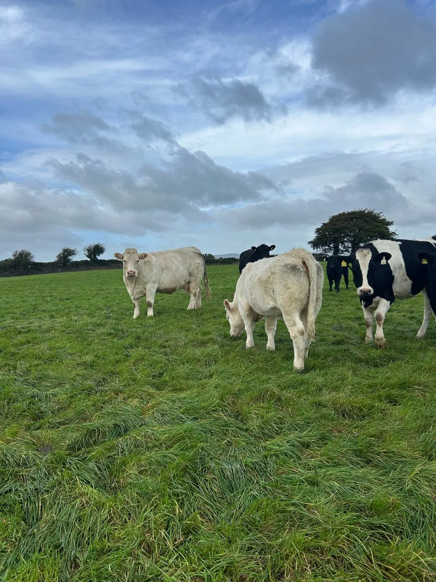 5 star Purebred Charolais heifer - Image 3