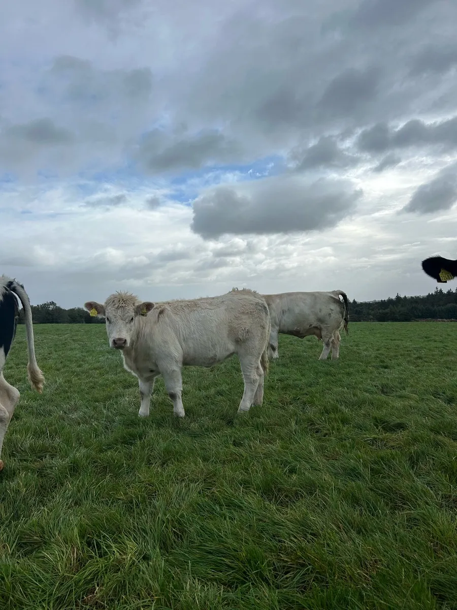 5 star Purebred Charolais heifer - Image 4