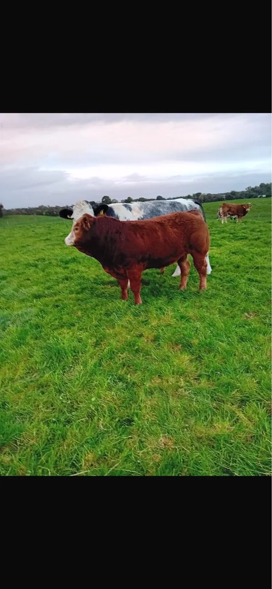 Portumna mart Bull Weanlings - Image 1