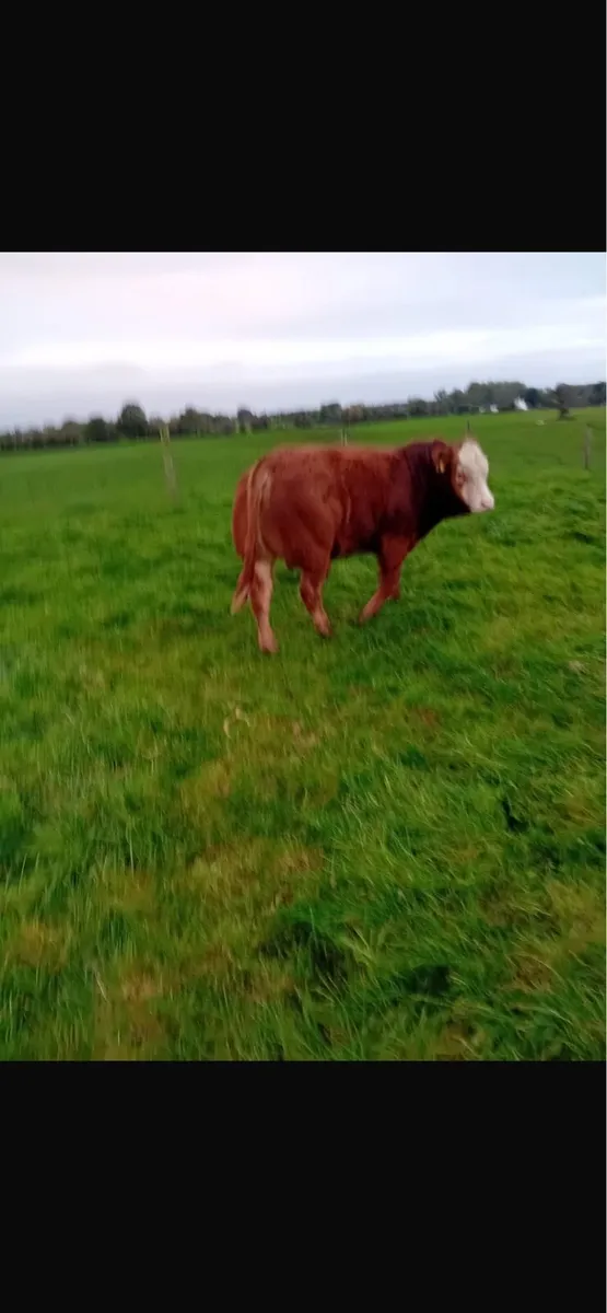 Portumna mart Bull Weanlings - Image 2