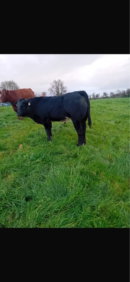 Portumna mart Bull Weanlings - Image 3