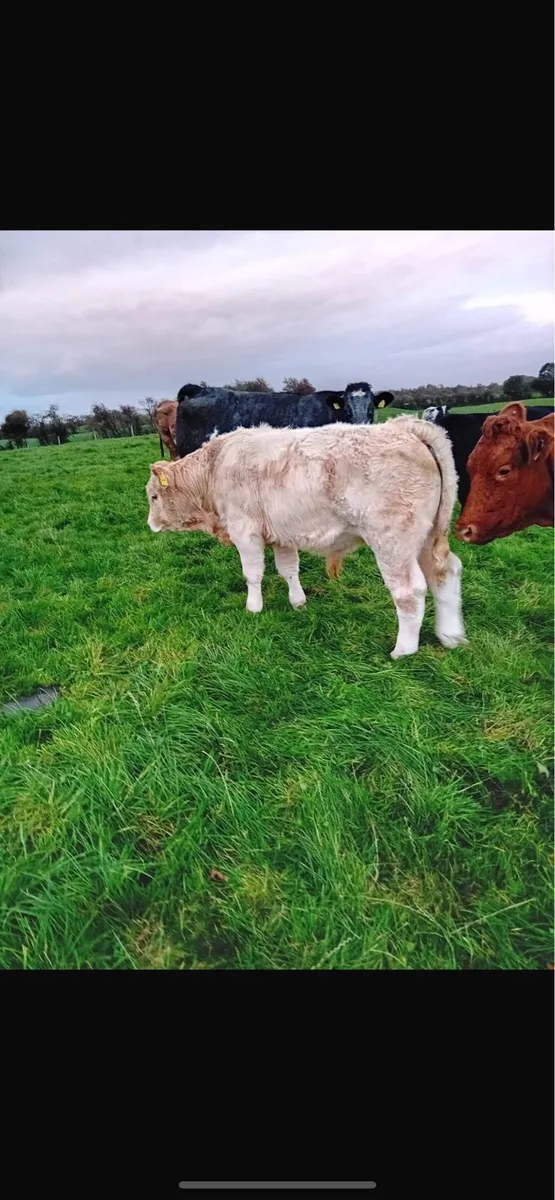 Portumna mart Bull Weanlings - Image 4
