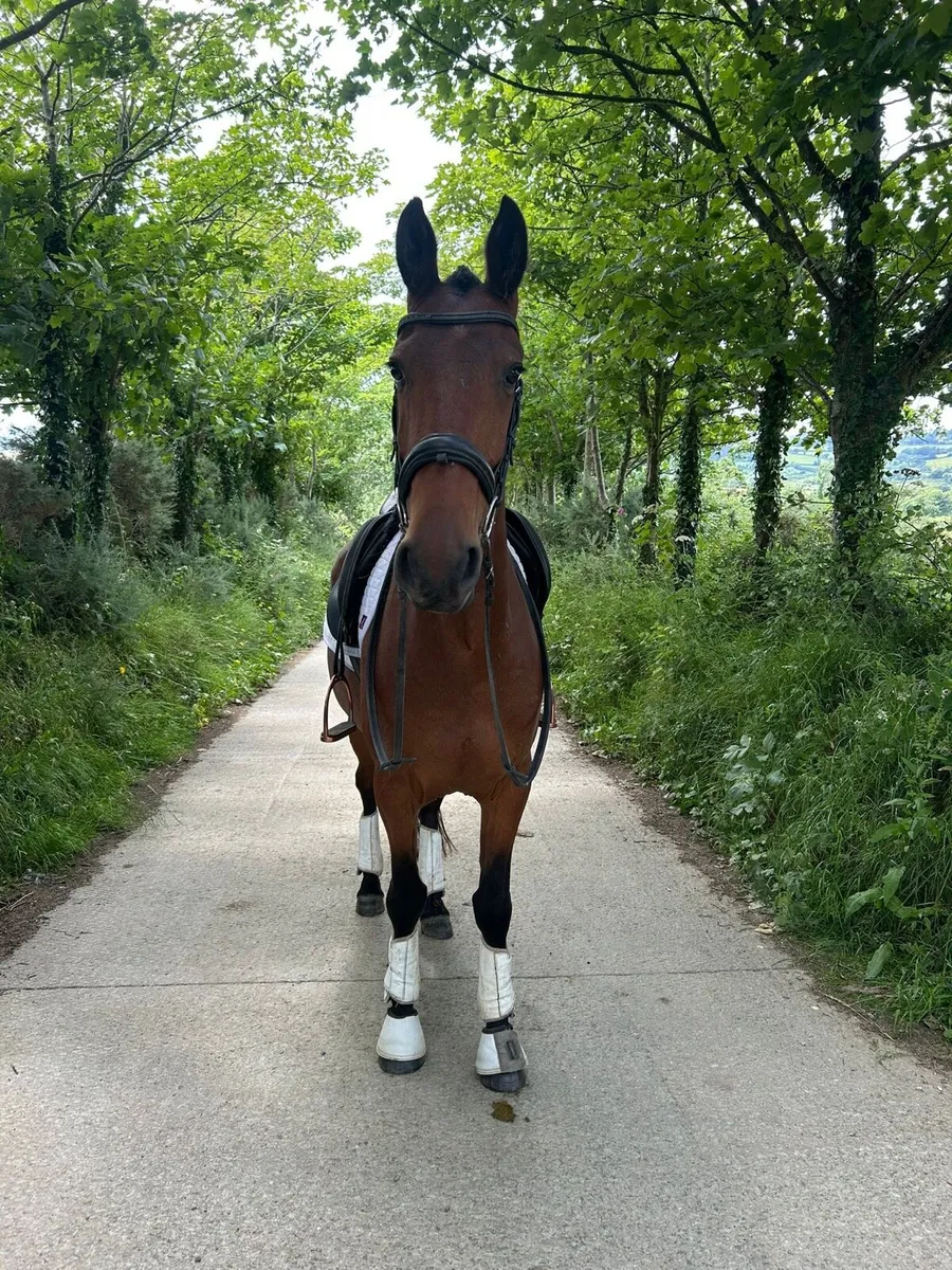 5yr old bay gelding - Image 1